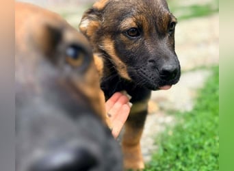 GOOFY - verspieltes Hundekind