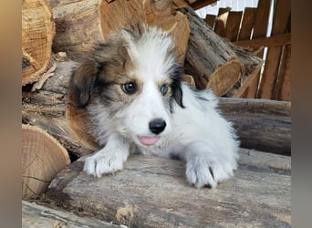 HEIDI - liebevolles Hundekind