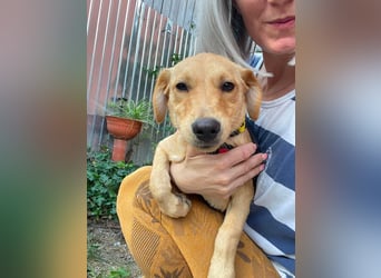AMBER - tolles Hundemädchen