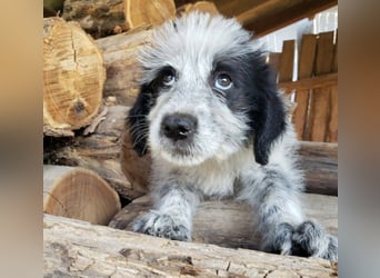 ARYA - zuckersüßes Hundekind