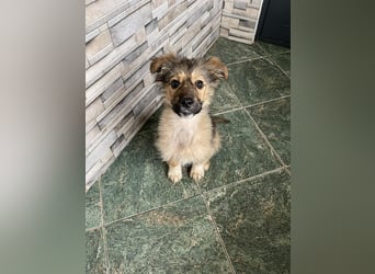 MARTHA - liebevolles Hundemädchen