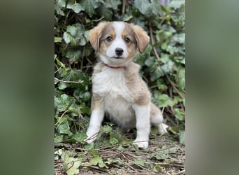 PEER - sanfte Seele sucht seine Menschen *reserviert*