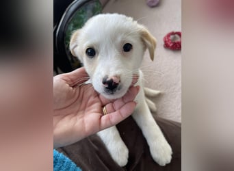 PRESTON - Zuckerbub sucht seine Menschen *reserviert*