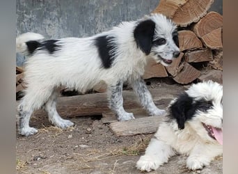 ARYA - zuckersüßes Hundekind