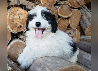 LOTTE - Traumzuhause gesucht