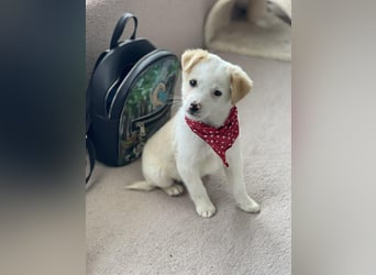 PRESTON - Zuckerbub sucht seine Menschen *reserviert*