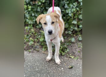 HANNAH - sucht ihre Menschen