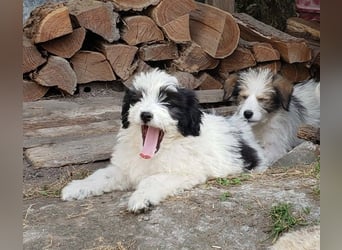 LOTTE - Traumzuhause gesucht