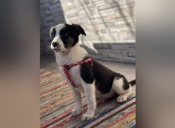 PATCH - Zuckerbub sucht seine Menschen