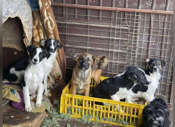 MELODY - Traumzuhause gesucht