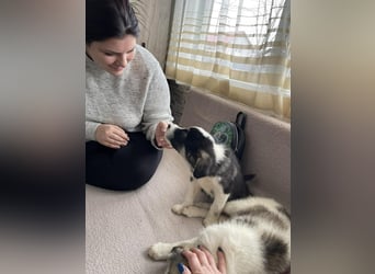 NALA - sanfte Seele sucht ihre Menschen