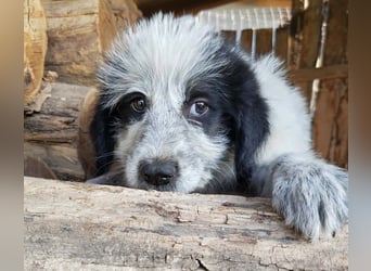 ARYA - zuckersüßes Hundekind