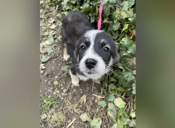 NALA - sanfte Seele sucht ihre Menschen