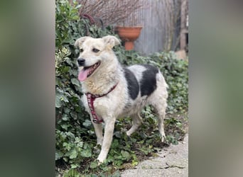 MAYA - sucht ihre Menschen