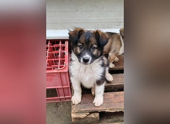 ZANNY - sanfte Seele sucht ein Zuhause *reserviert*