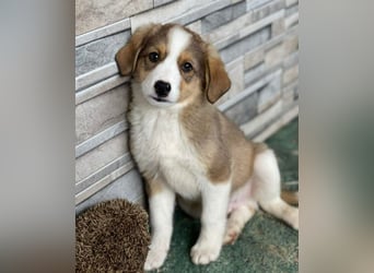 PEER - sanfte Seele sucht seine Menschen *reserviert*