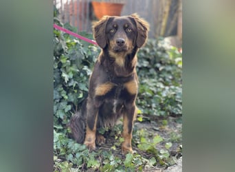 ROSIE - verspielte Schönheit