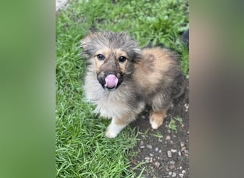 MARTHA - liebevolles Hundemädchen