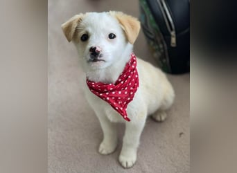 PRESTON - Zuckerbub sucht seine Menschen *reserviert*