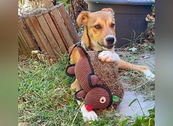ROCKY - toller Hundebub