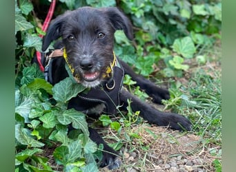 MILLIE - liebevolles Hundemädchen sucht ihr Zuhause
