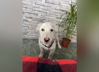 ZACK - liebevoller Hundebub