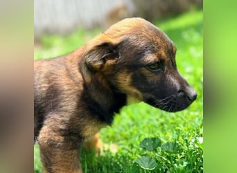 GOOFY - verspieltes Hundekind