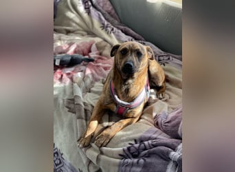 MOLLY - aufgewecktes Hundemädchen