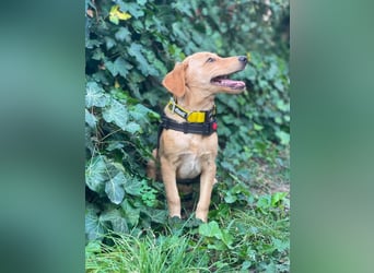 AMBER - tolles Hundemädchen
