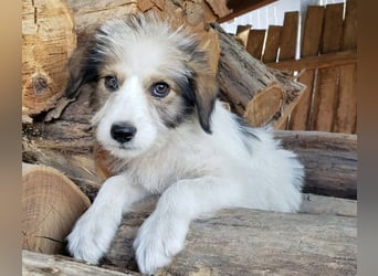 HEIDI - liebevolles Hundekind