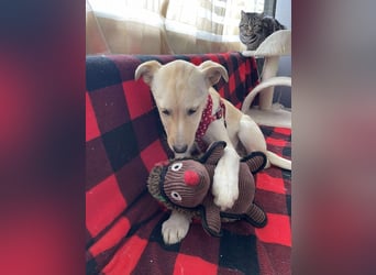 MELISSA - Zuhause gesucht