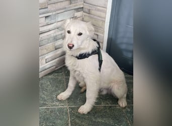 ZACK - liebevoller Hundebub