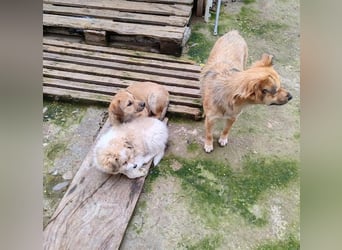 EDUARD - kleine Knutschkugel