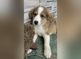 PEER - sanfte Seele sucht seine Menschen *reserviert*