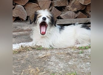 HEIDI - liebevolles Hundekind