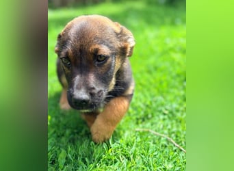 GOOFY - verspieltes Hundekind