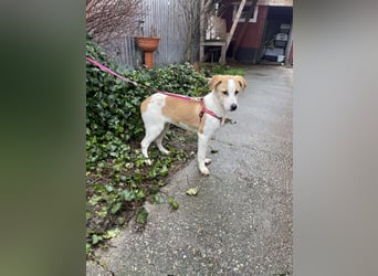 HANNAH - sucht ihre Menschen