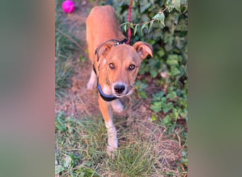 ROCKY - toller Hundebub