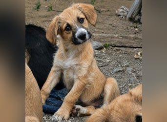 FRIEDA - Traumzuhause gesucht