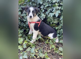 PATCH - Zuckerbub sucht seine Menschen