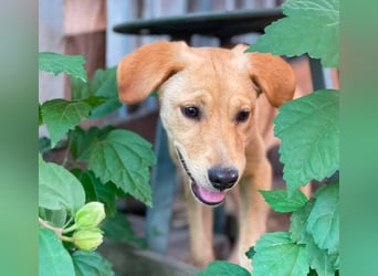 AMBER - tolles Hundemädchen