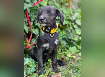 MILLIE - liebevolles Hundemädchen sucht ihr Zuhause