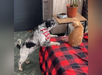 SADIE - Traumzuhause gesucht