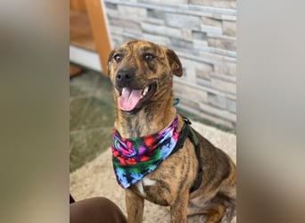 MOLLY - aufgewecktes Hundemädchen