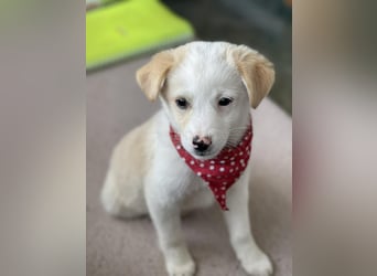 PRESTON - Zuckerbub sucht seine Menschen *reserviert*