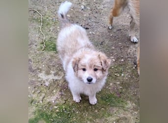 EDUARD - kleine Knutschkugel