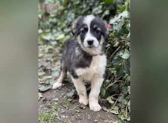 NALA - sanfte Seele sucht ihre Menschen