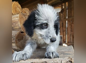 ARYA - zuckersüßes Hundekind