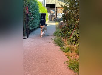 KOA - Traumzuhause gesucht