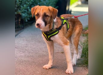 KOA - Traumzuhause gesucht